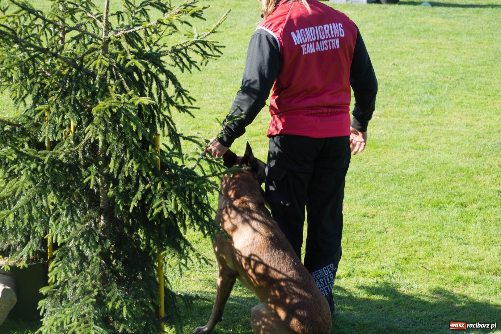 Zdjęcie w galerii na portalu naszraciborz.pl: W Nędzy trwają Mistrzostwa Świata w mondioringu wiadomości z regionu