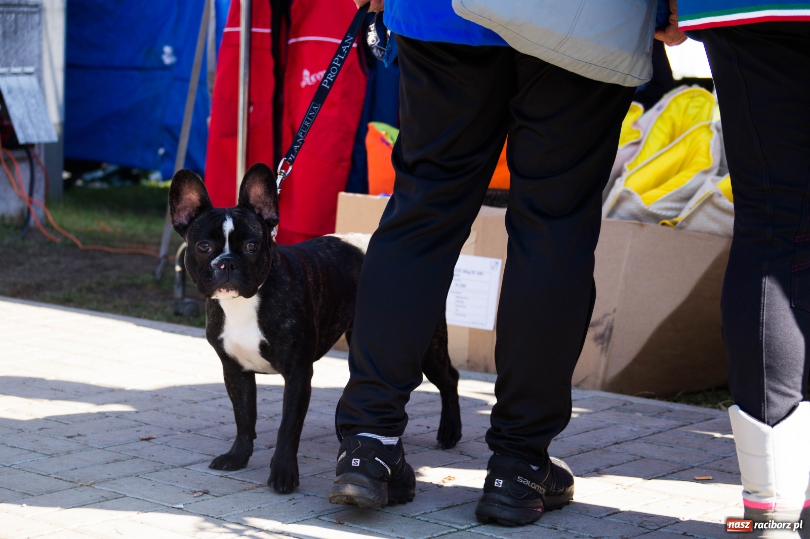 Zdjęcie w galerii na portalu naszraciborz.pl: W Nędzy trwają Mistrzostwa Świata w mondioringu wiadomości z regionu