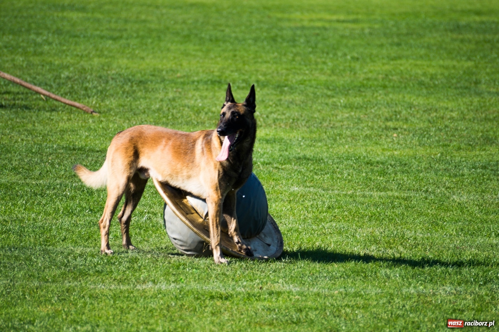 Zdjęcie w galerii na portalu naszraciborz.pl: W Nędzy trwają Mistrzostwa Świata w mondioringu wiadomości z regionu