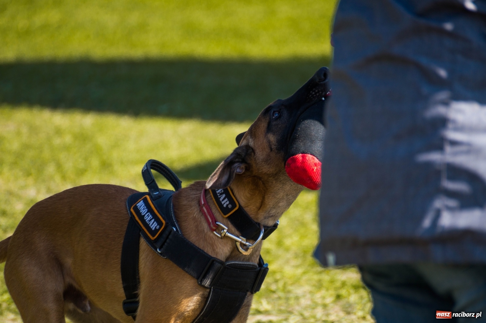 Zdjęcie w galerii na portalu naszraciborz.pl: W Nędzy trwają Mistrzostwa Świata w mondioringu wiadomości z regionu