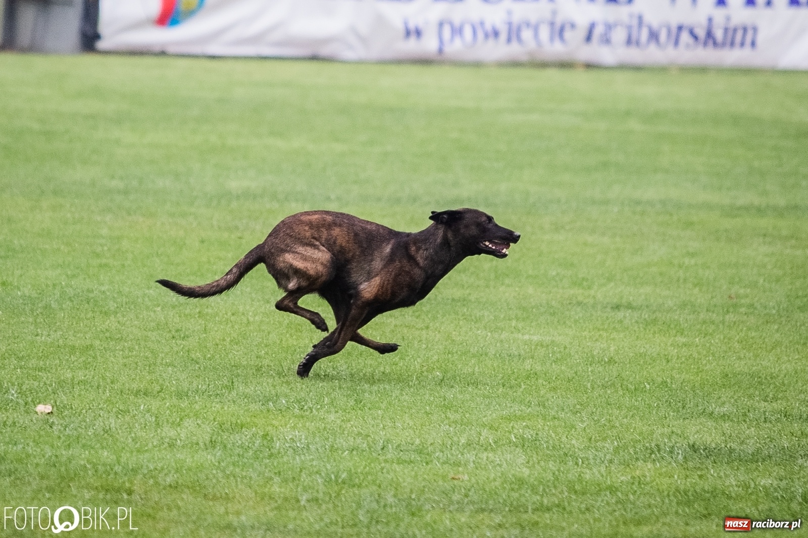 Zdjęcie w galerii na portalu naszraciborz.pl: Mistrzostwa Świata w Mondioringu w Nędzy wiadomości z regionu