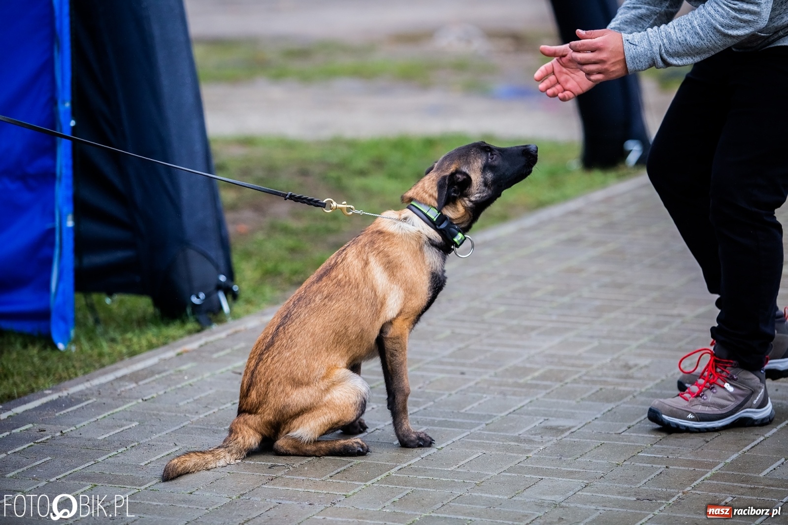 Zdjęcie w galerii na portalu naszraciborz.pl: Mistrzostwa Świata w Mondioringu w Nędzy wiadomości z regionu