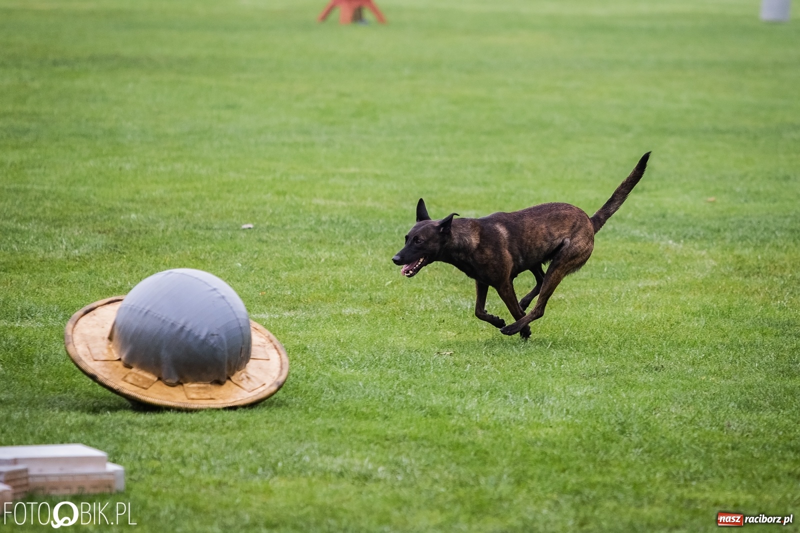 Zdjęcie w galerii na portalu naszraciborz.pl: Mistrzostwa Świata w Mondioringu w Nędzy wiadomości z regionu