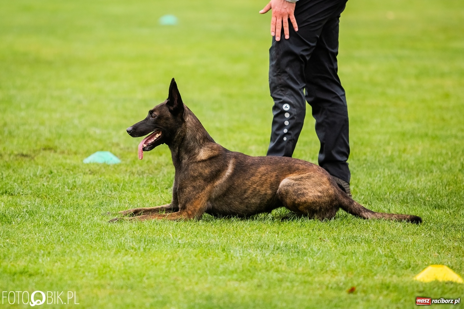 Zdjęcie w galerii na portalu naszraciborz.pl: Mistrzostwa Świata w Mondioringu w Nędzy wiadomości z regionu