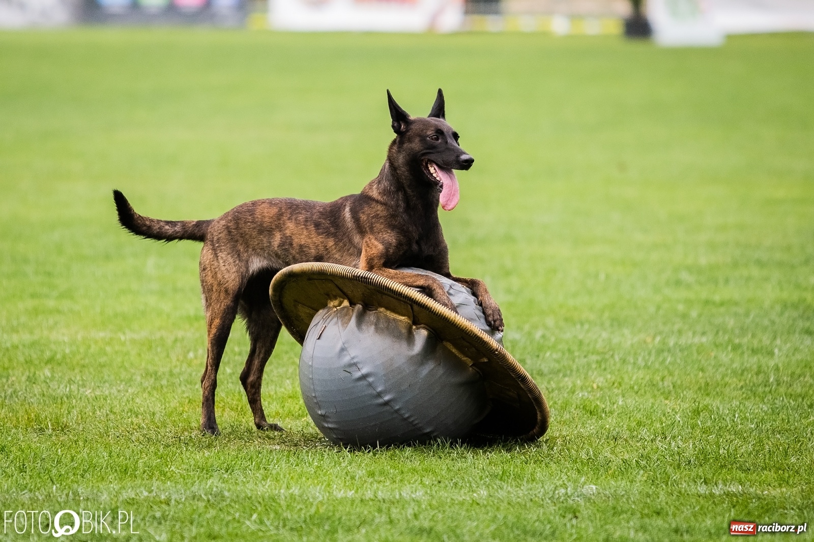 Zdjęcie w galerii na portalu naszraciborz.pl: Mistrzostwa Świata w Mondioringu w Nędzy wiadomości z regionu