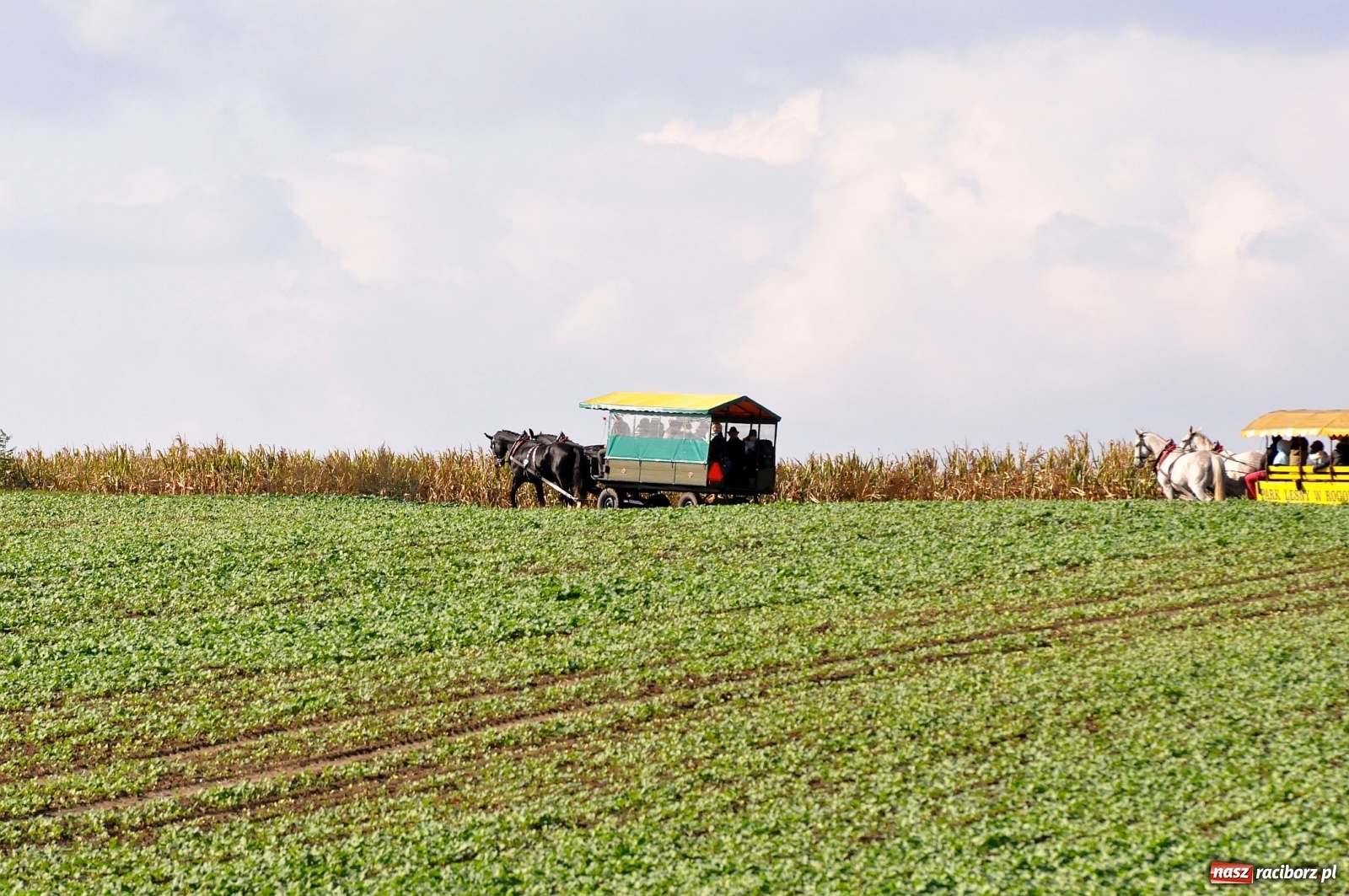 Zdjęcie w galerii na portalu naszraciborz.pl: W Łańcach na Hubertusie dwa razy gonili lisa [FOTO i WIDEO]  wiadomości z regionu