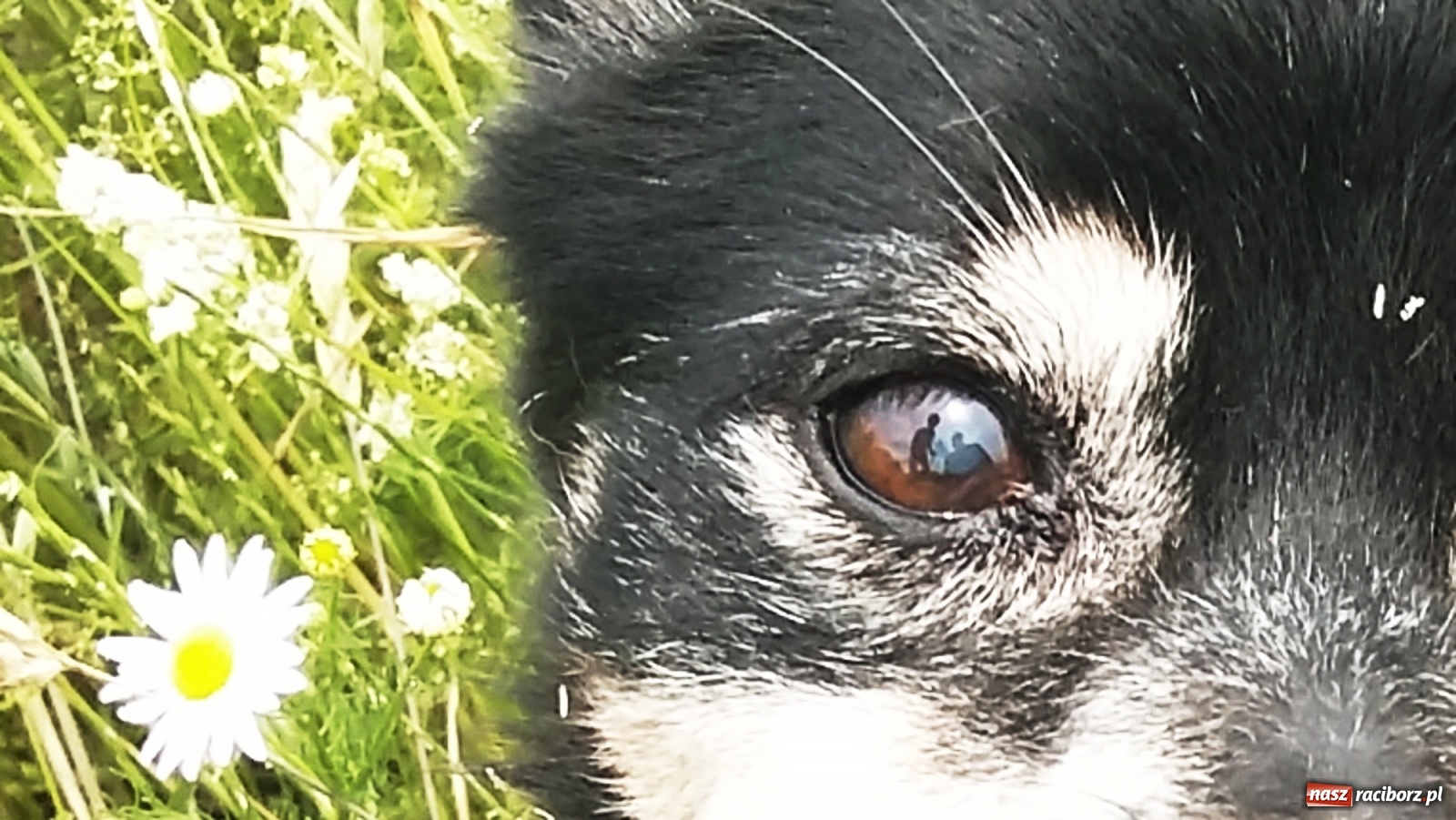 Zdjęcie w galerii na portalu naszraciborz.pl: Autorzy projektu sterylizacji zwierząt dziękują za głosy wiadomości z regionu