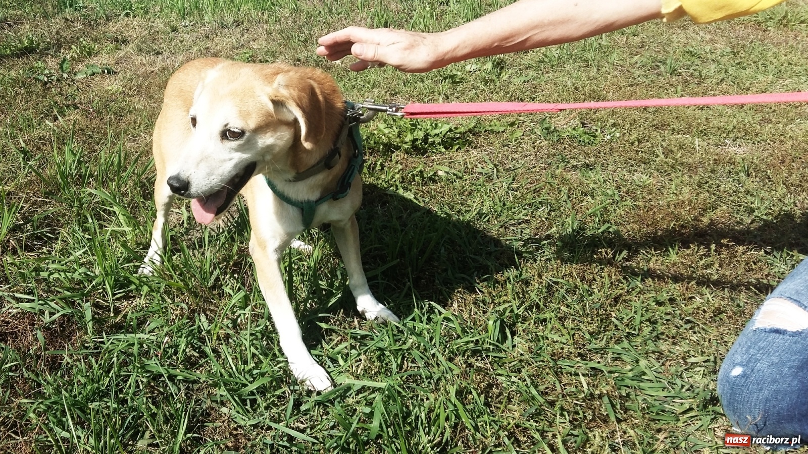 Zdjęcie w galerii na portalu naszraciborz.pl: Autorzy projektu sterylizacji zwierząt dziękują za głosy wiadomości z regionu