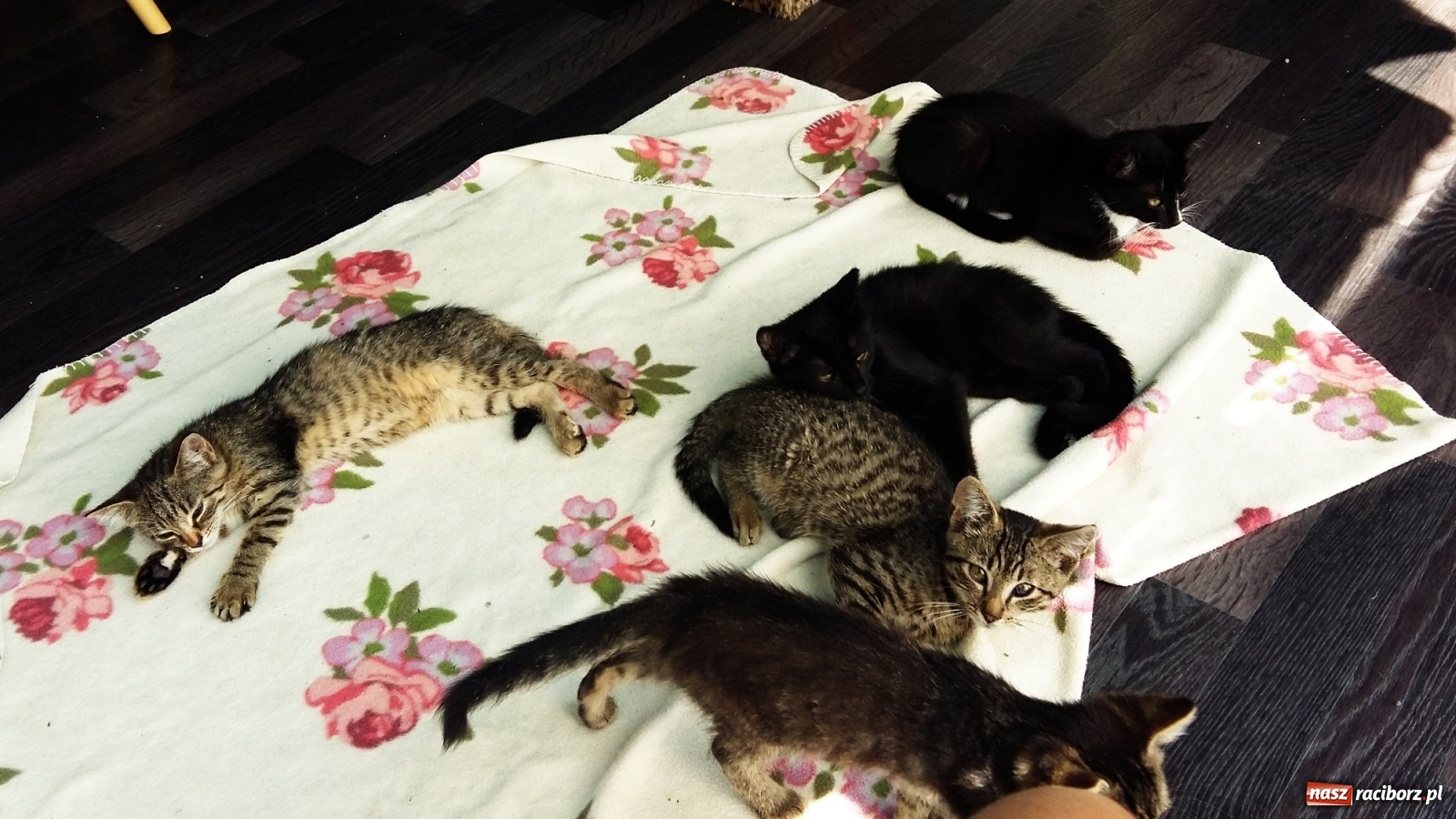 Zdjęcie w galerii na portalu naszraciborz.pl: Autorzy projektu sterylizacji zwierząt dziękują za głosy wiadomości z regionu