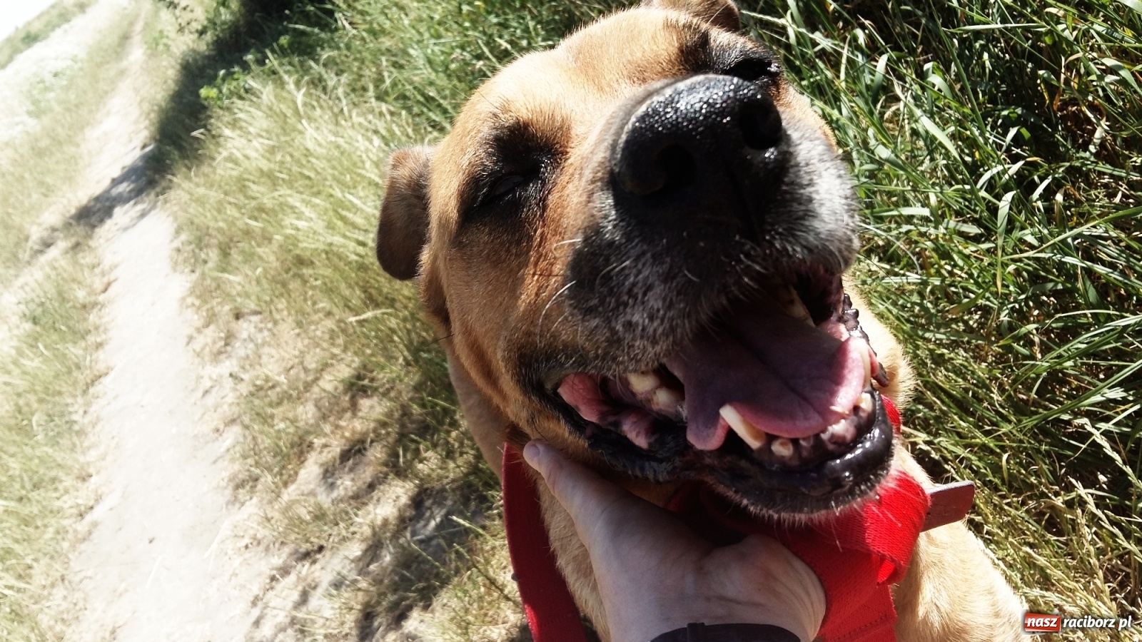 Zdjęcie w galerii na portalu naszraciborz.pl: Autorzy projektu sterylizacji zwierząt dziękują za głosy wiadomości z regionu