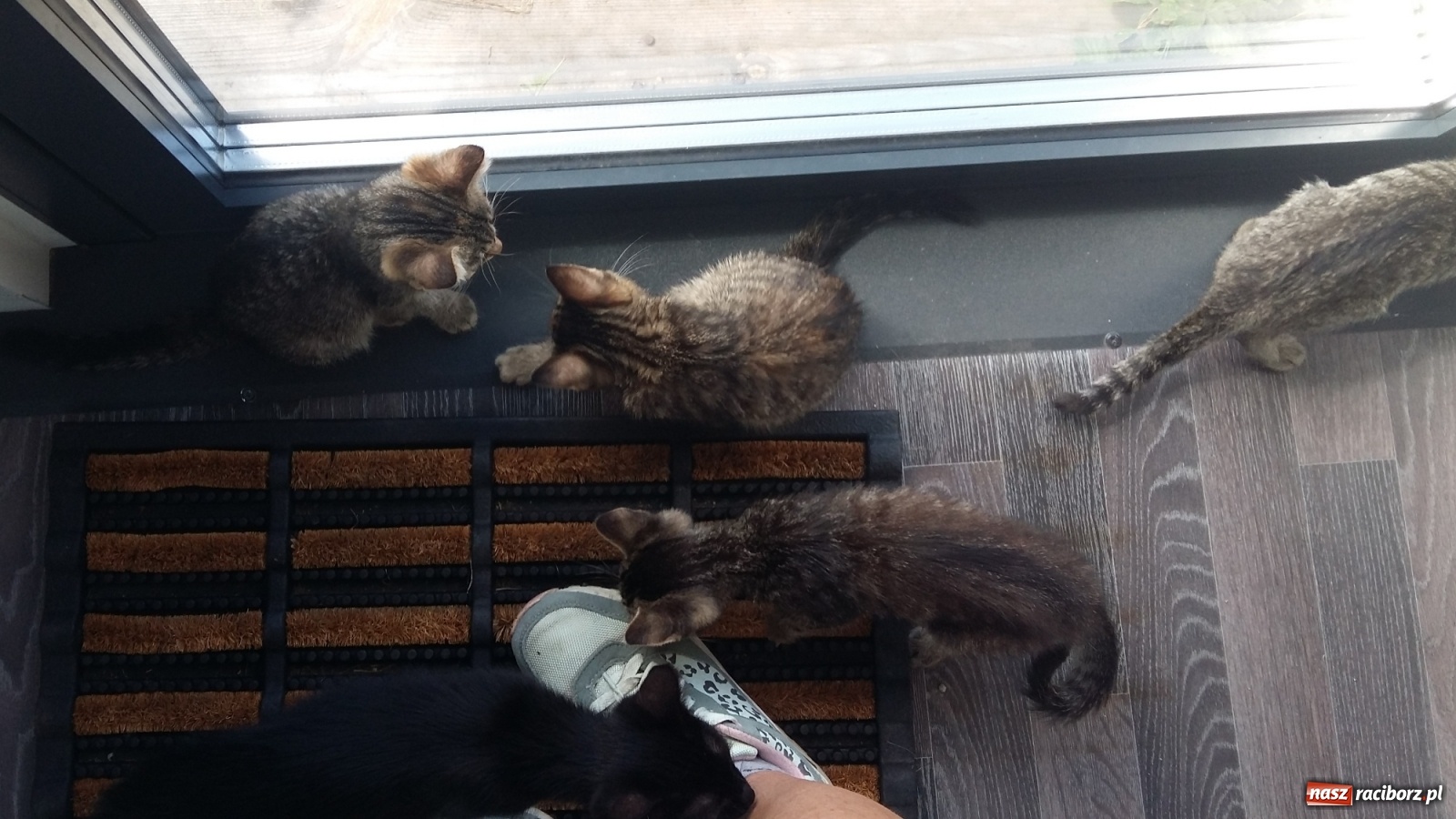 Zdjęcie w galerii na portalu naszraciborz.pl: Autorzy projektu sterylizacji zwierząt dziękują za głosy wiadomości z regionu