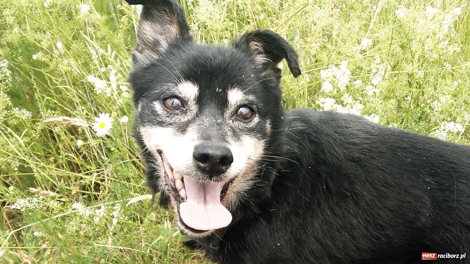 Zdjęcie w galerii na portalu naszraciborz.pl: Autorzy projektu sterylizacji zwierząt dziękują za głosy wiadomości z regionu