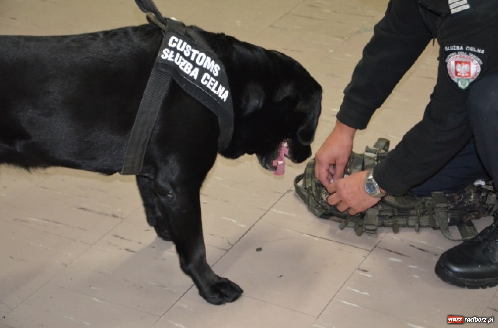 Zdjęcie w galerii na portalu naszraciborz.pl: Niewiarygodne przygody labradora Koksa  wiadomości z regionu