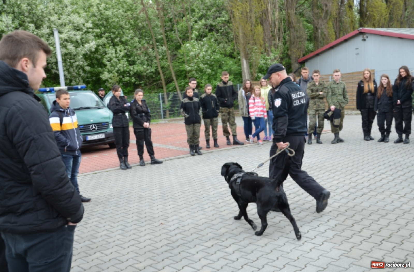 Zdjęcie w galerii na portalu naszraciborz.pl: Niewiarygodne przygody labradora Koksa  wiadomości z regionu