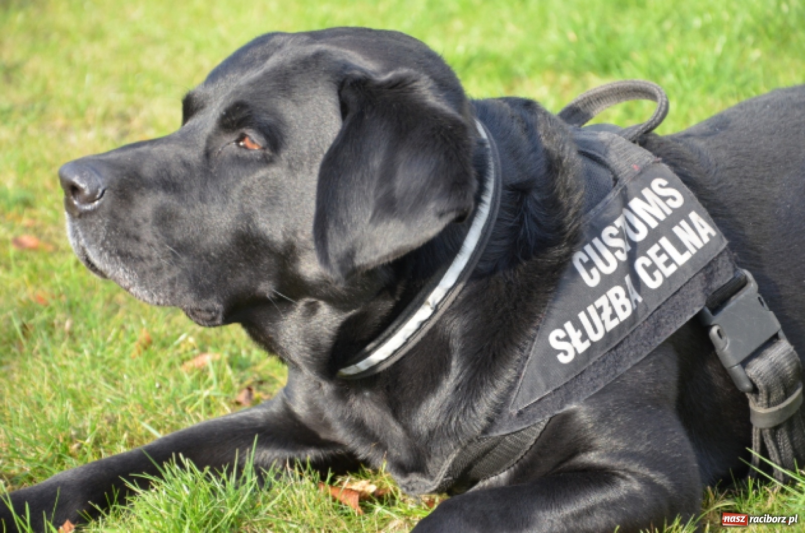 Zdjęcie w galerii na portalu naszraciborz.pl: Niewiarygodne przygody labradora Koksa  wiadomości z regionu