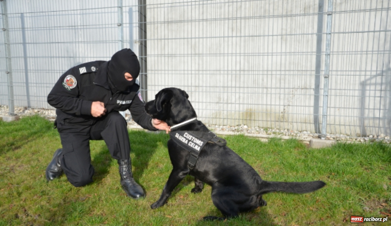 Zdjęcie w galerii na portalu naszraciborz.pl: Niewiarygodne przygody labradora Koksa  wiadomości z regionu