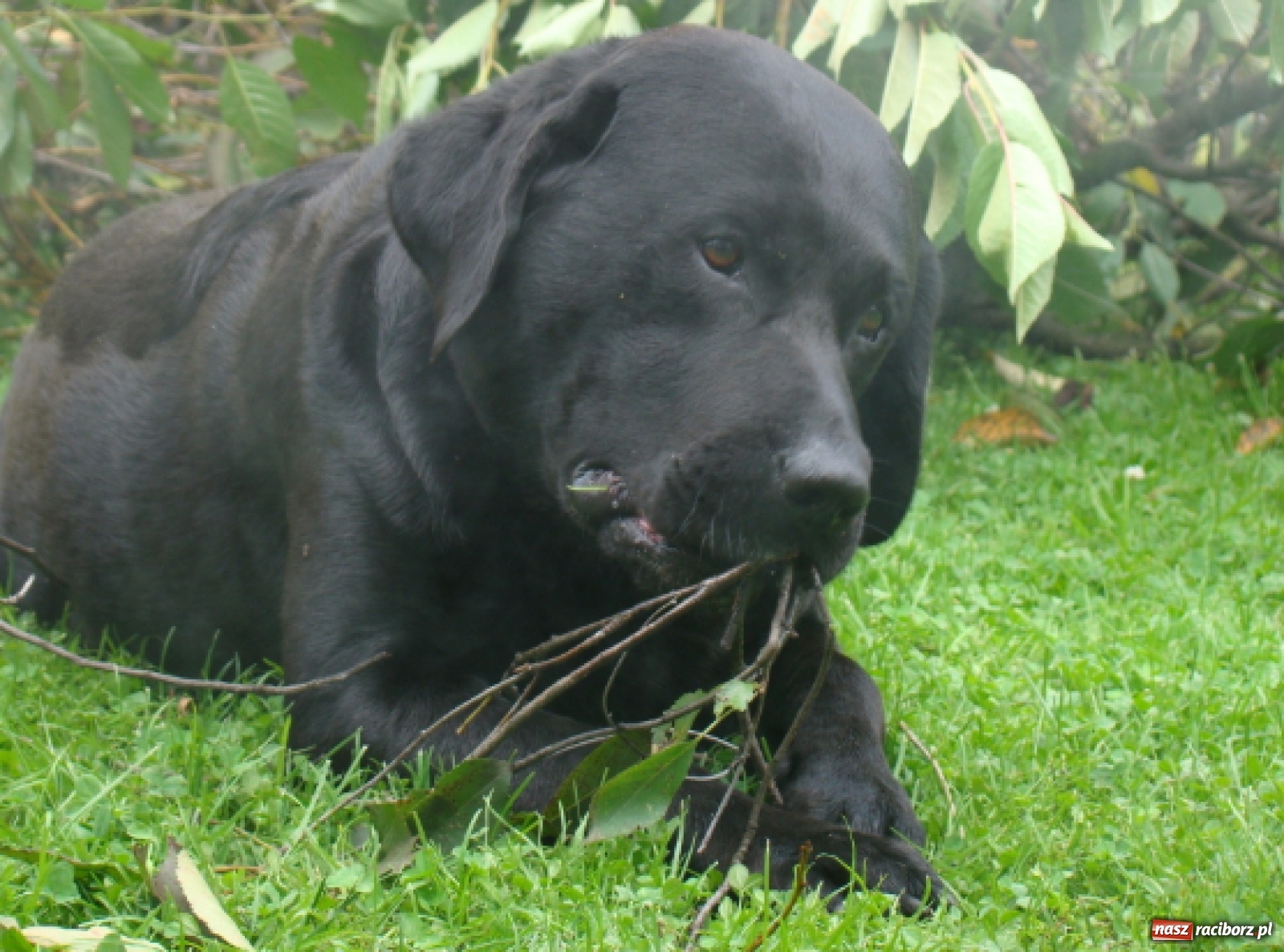 Zdjęcie w galerii na portalu naszraciborz.pl: Niewiarygodne przygody labradora Koksa  wiadomości z regionu