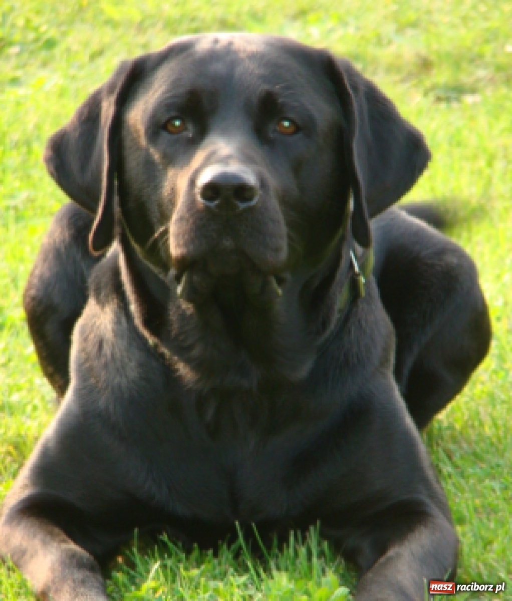 Zdjęcie w galerii na portalu naszraciborz.pl: Niewiarygodne przygody labradora Koksa  wiadomości z regionu