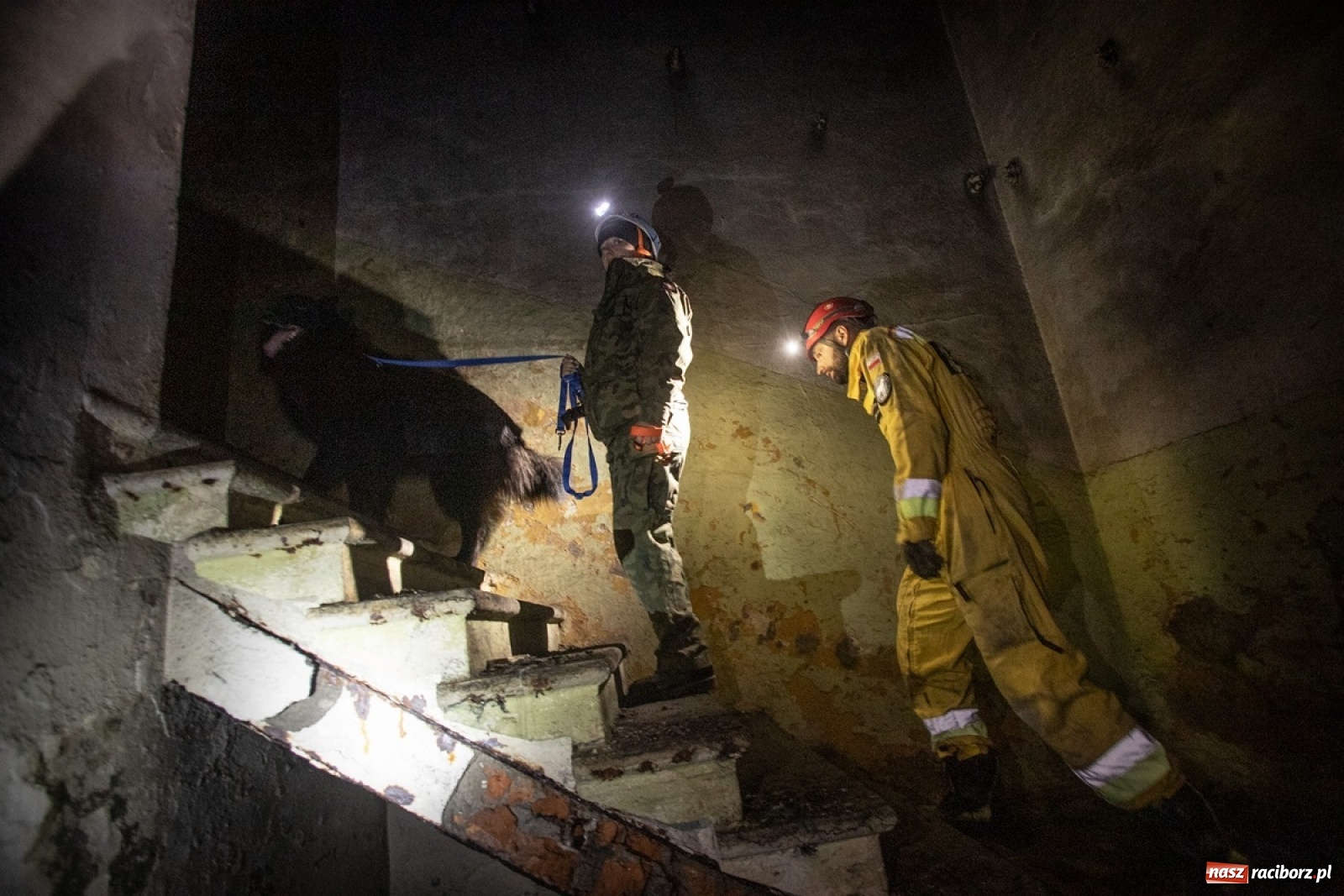 Zdjęcie w galerii na portalu naszraciborz.pl: Śląscy Terytorialsi rozpoczęli nabór psów do grupy K9 wiadomości z regionu