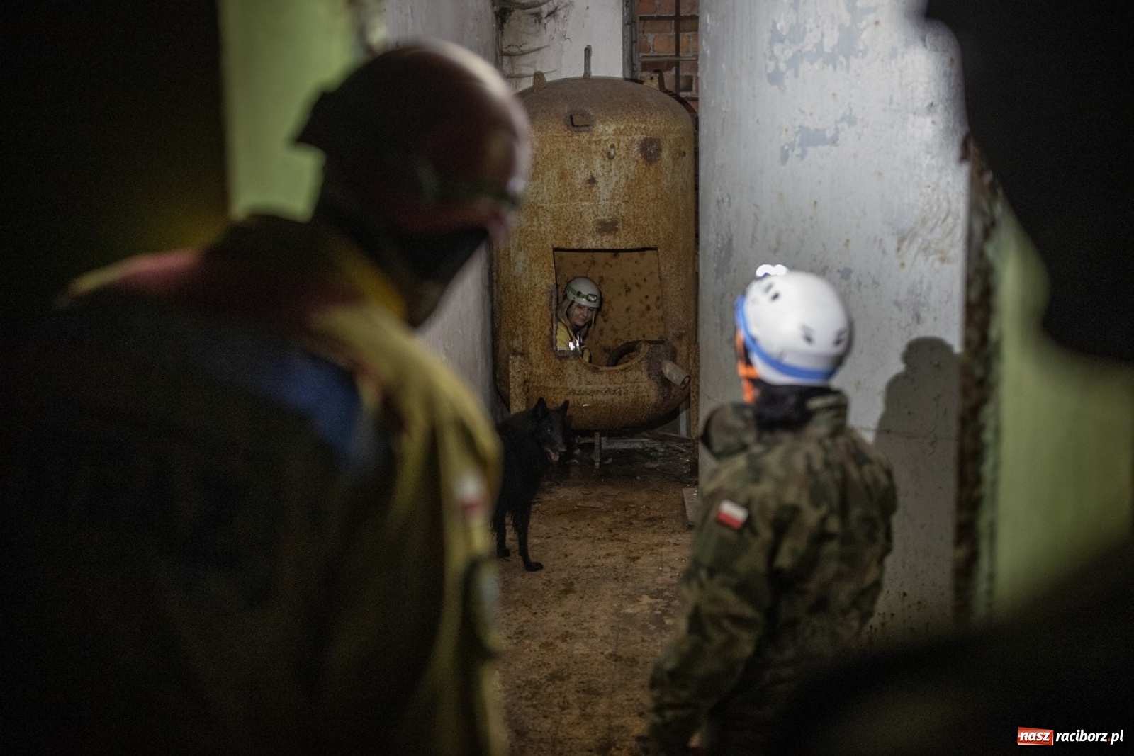 Zdjęcie w galerii na portalu naszraciborz.pl: Śląscy Terytorialsi rozpoczęli nabór psów do grupy K9 wiadomości z regionu