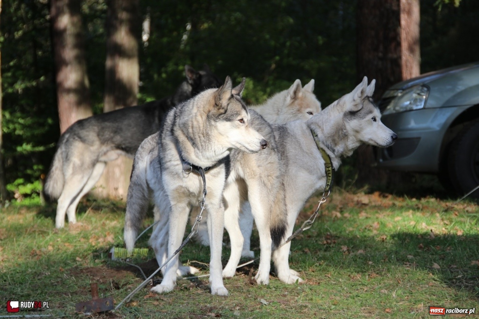 Zdjęcie w galerii na portalu naszraciborz.pl: Międzynarodowe Wyścigi Psich Zaprzęgów Szczekowyje w Buku  wiadomości z regionu