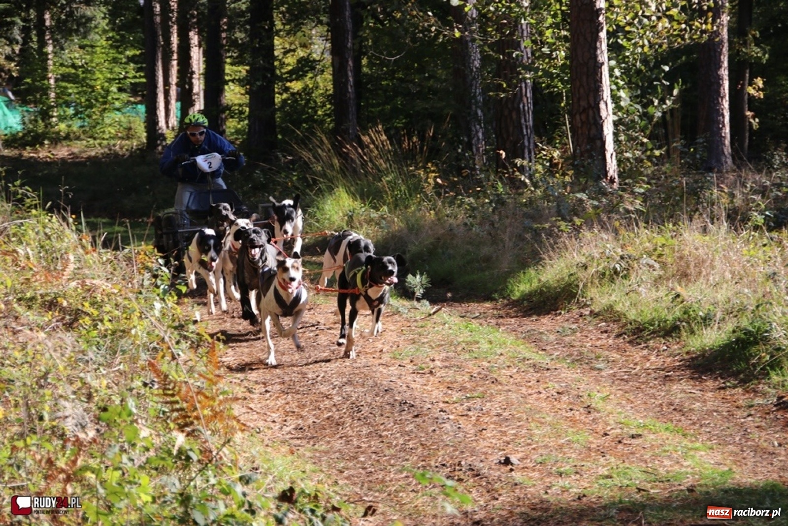 Zdjęcie w galerii na portalu naszraciborz.pl: Międzynarodowe Wyścigi Psich Zaprzęgów Szczekowyje w Buku  wiadomości z regionu