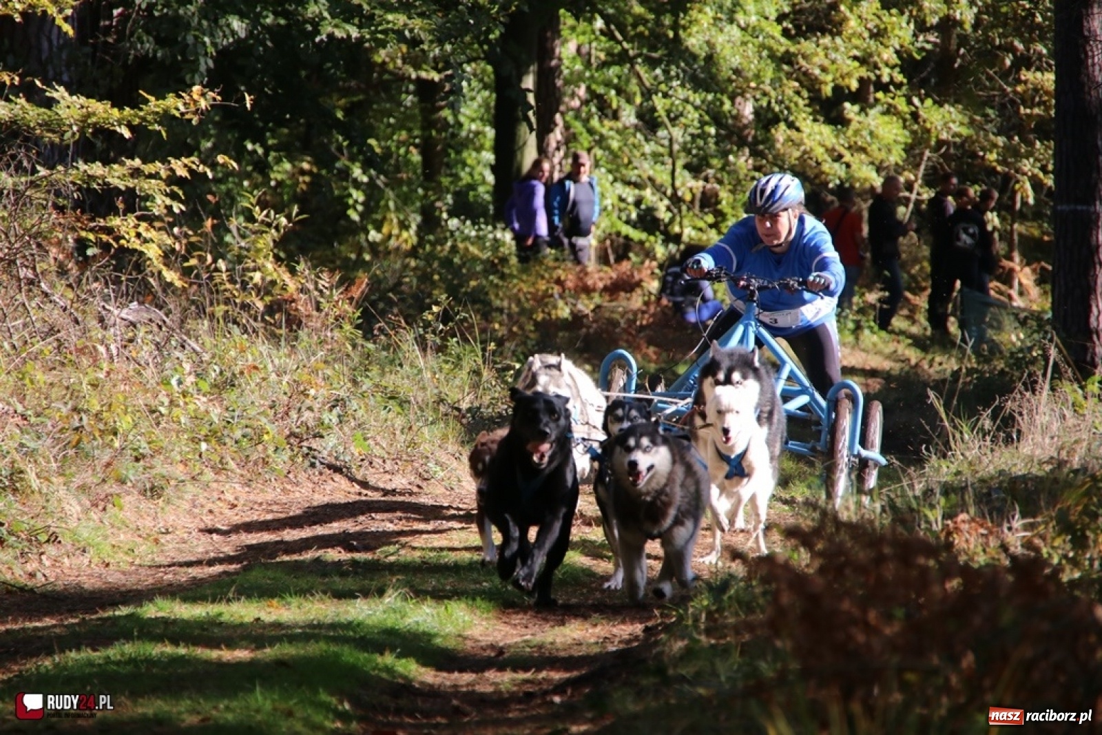 Zdjęcie w galerii na portalu naszraciborz.pl: Międzynarodowe Wyścigi Psich Zaprzęgów Szczekowyje w Buku  wiadomości z regionu