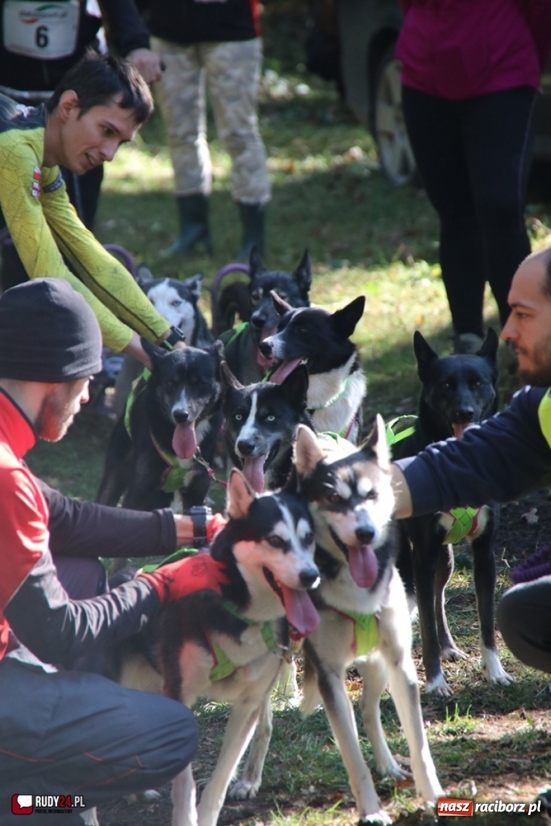 Zdjęcie w galerii na portalu naszraciborz.pl: Międzynarodowe Wyścigi Psich Zaprzęgów Szczekowyje w Buku  wiadomości z regionu