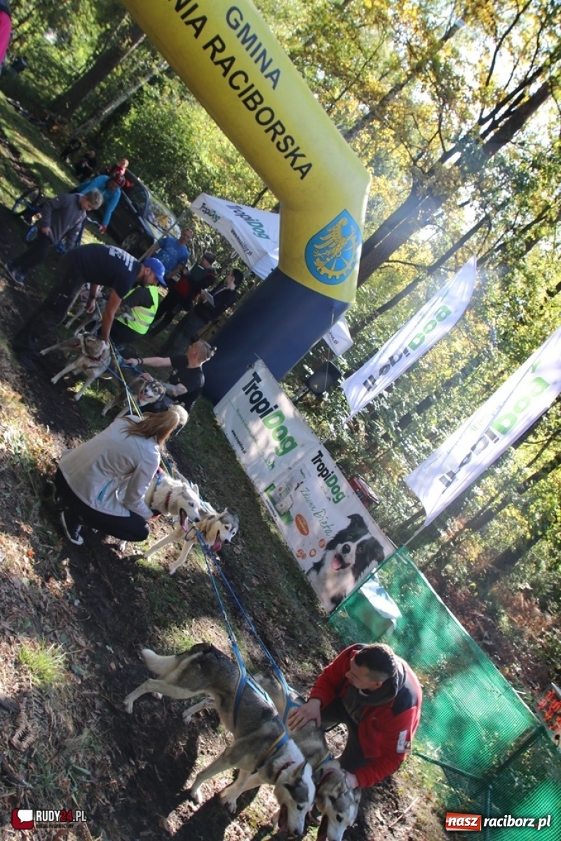 Zdjęcie w galerii na portalu naszraciborz.pl: Międzynarodowe Wyścigi Psich Zaprzęgów Szczekowyje w Buku  wiadomości z regionu