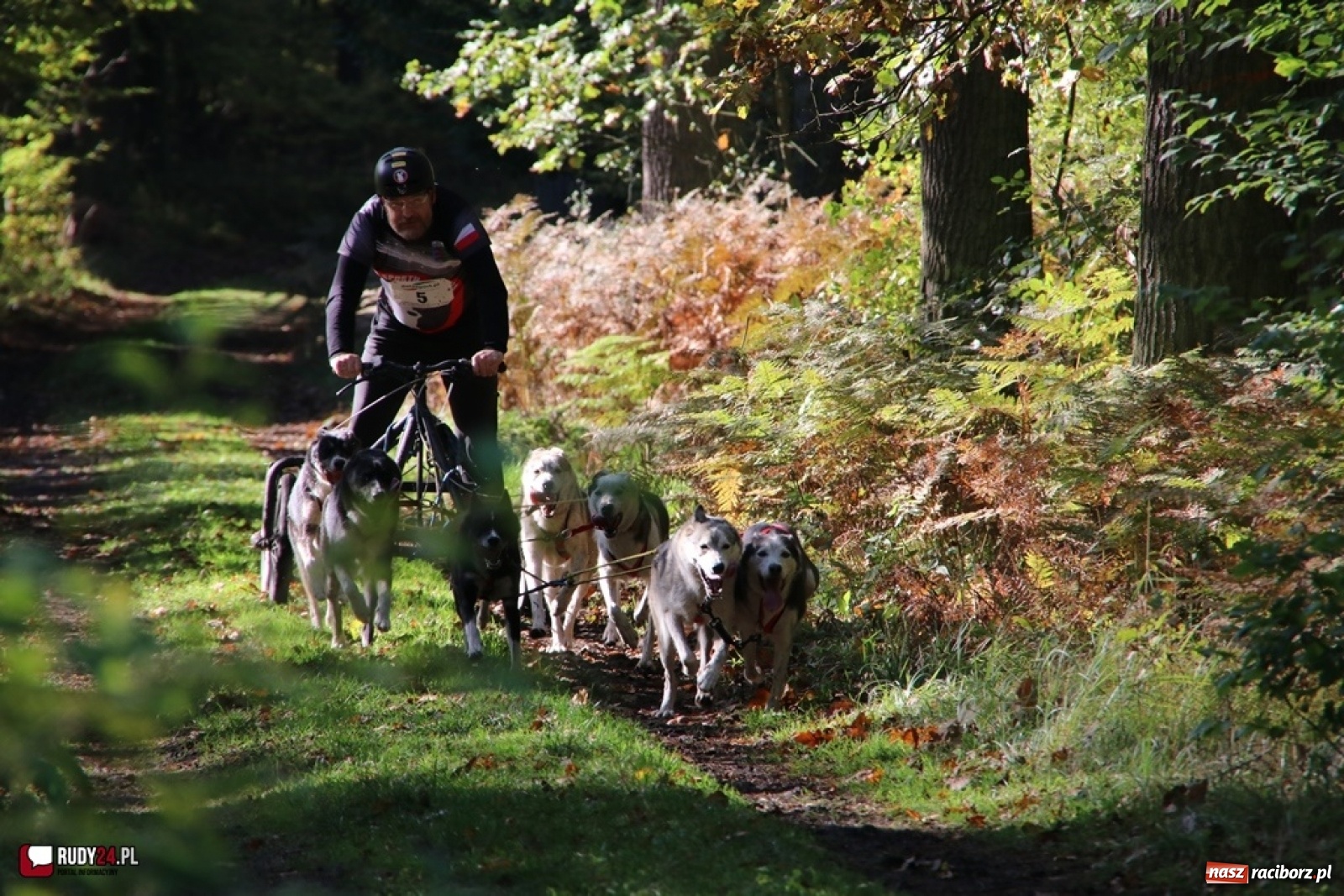 Zdjęcie w galerii na portalu naszraciborz.pl: Międzynarodowe Wyścigi Psich Zaprzęgów Szczekowyje w Buku  wiadomości z regionu