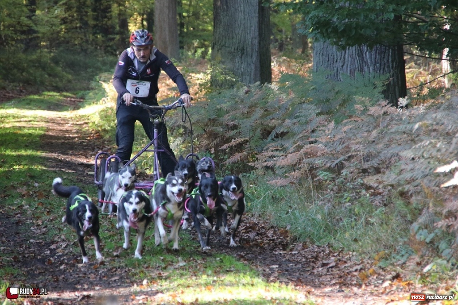 Zdjęcie w galerii na portalu naszraciborz.pl: Międzynarodowe Wyścigi Psich Zaprzęgów Szczekowyje w Buku  wiadomości z regionu
