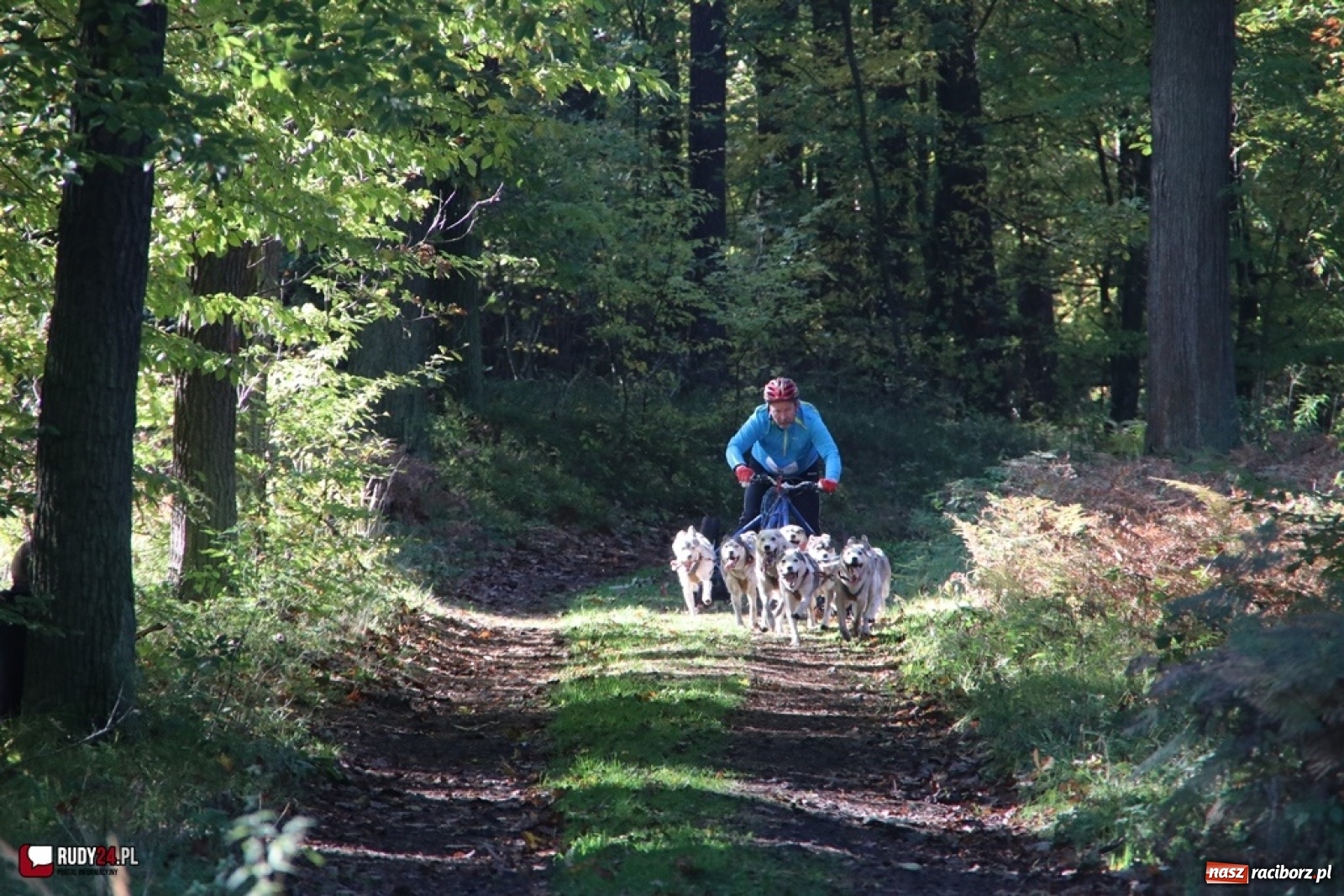Zdjęcie w galerii na portalu naszraciborz.pl: Międzynarodowe Wyścigi Psich Zaprzęgów Szczekowyje w Buku  wiadomości z regionu