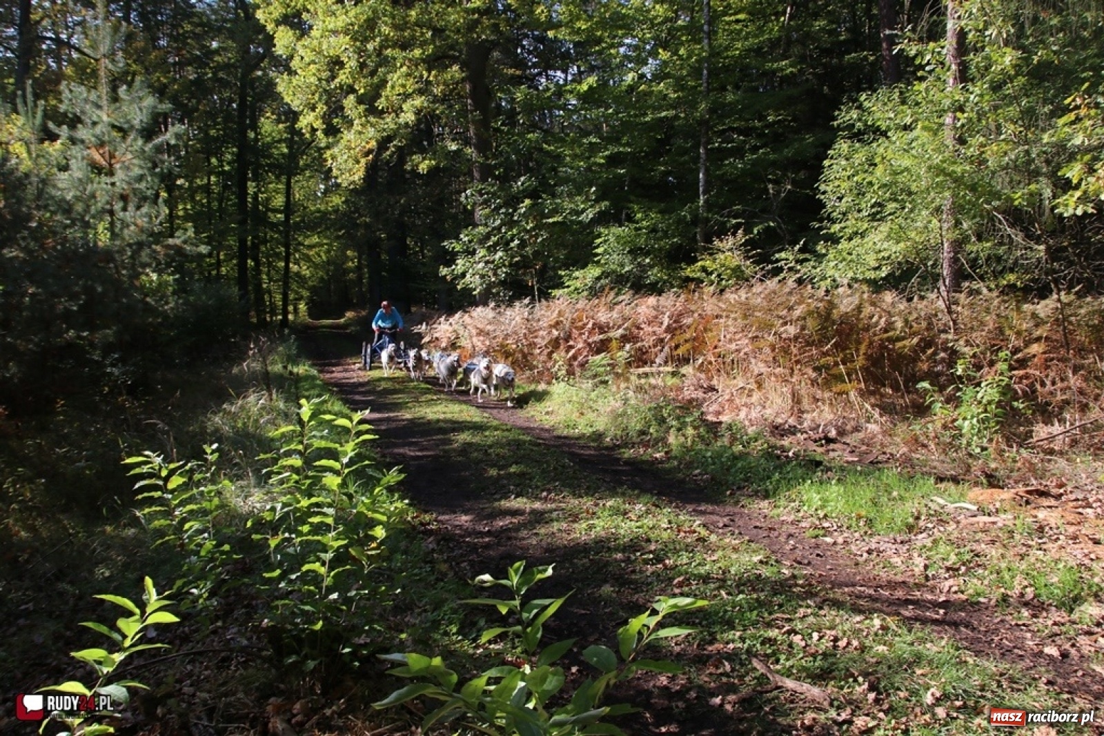 Zdjęcie w galerii na portalu naszraciborz.pl: Międzynarodowe Wyścigi Psich Zaprzęgów Szczekowyje w Buku  wiadomości z regionu
