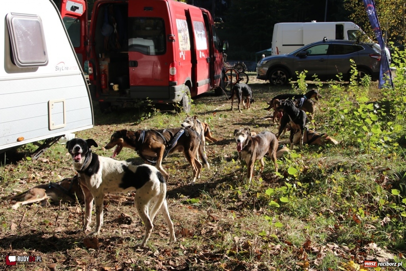 Zdjęcie w galerii na portalu naszraciborz.pl: Międzynarodowe Wyścigi Psich Zaprzęgów Szczekowyje w Buku  wiadomości z regionu