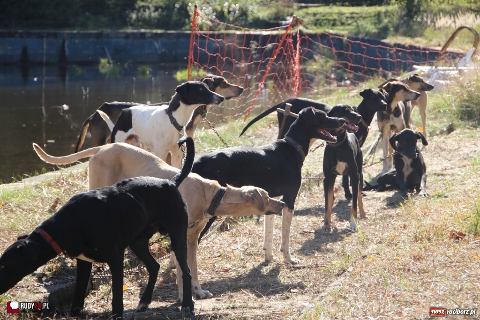 Zdjęcie w galerii na portalu naszraciborz.pl: Międzynarodowe Wyścigi Psich Zaprzęgów Szczekowyje w Buku  wiadomości z regionu
