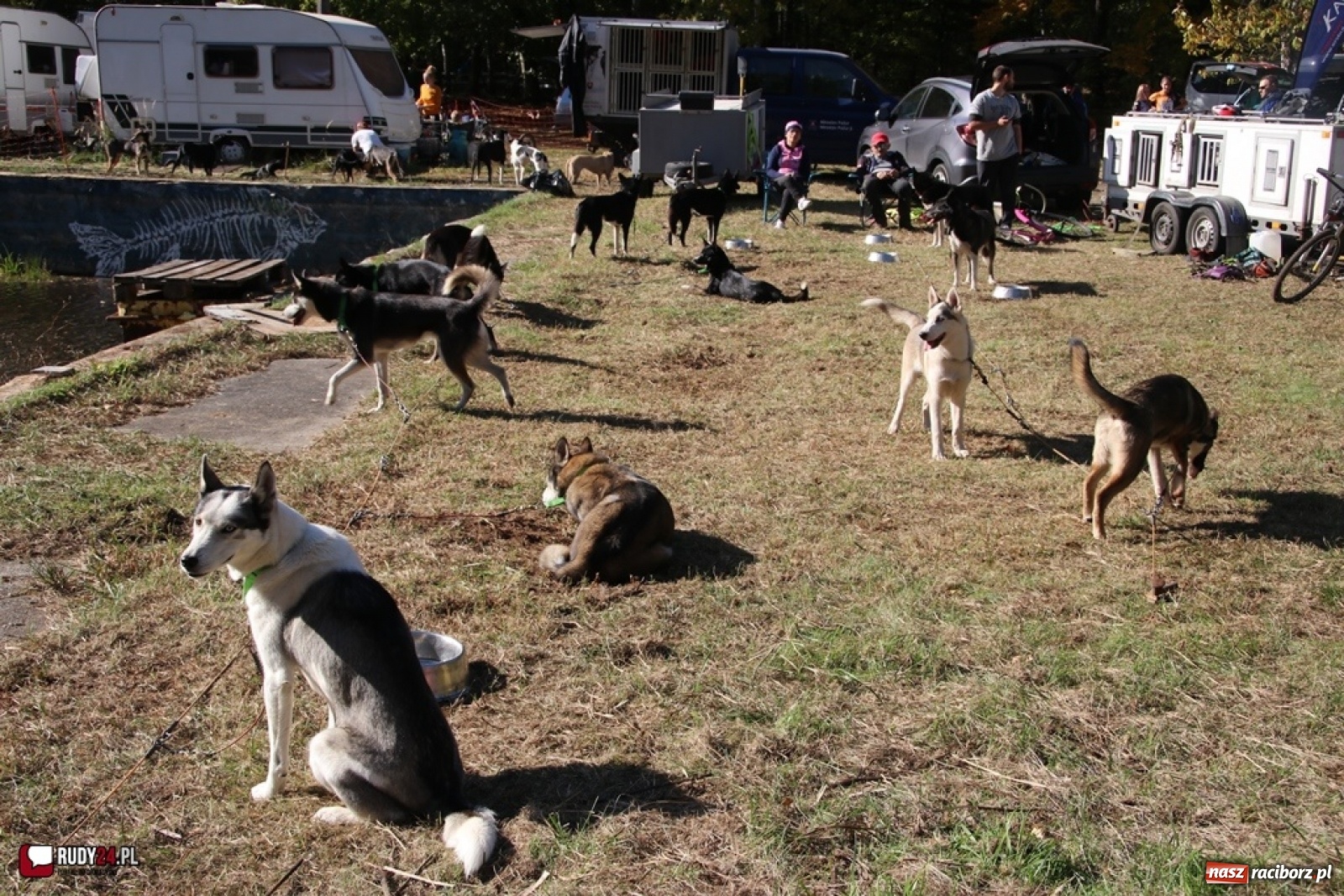 Zdjęcie w galerii na portalu naszraciborz.pl: Międzynarodowe Wyścigi Psich Zaprzęgów Szczekowyje w Buku  wiadomości z regionu