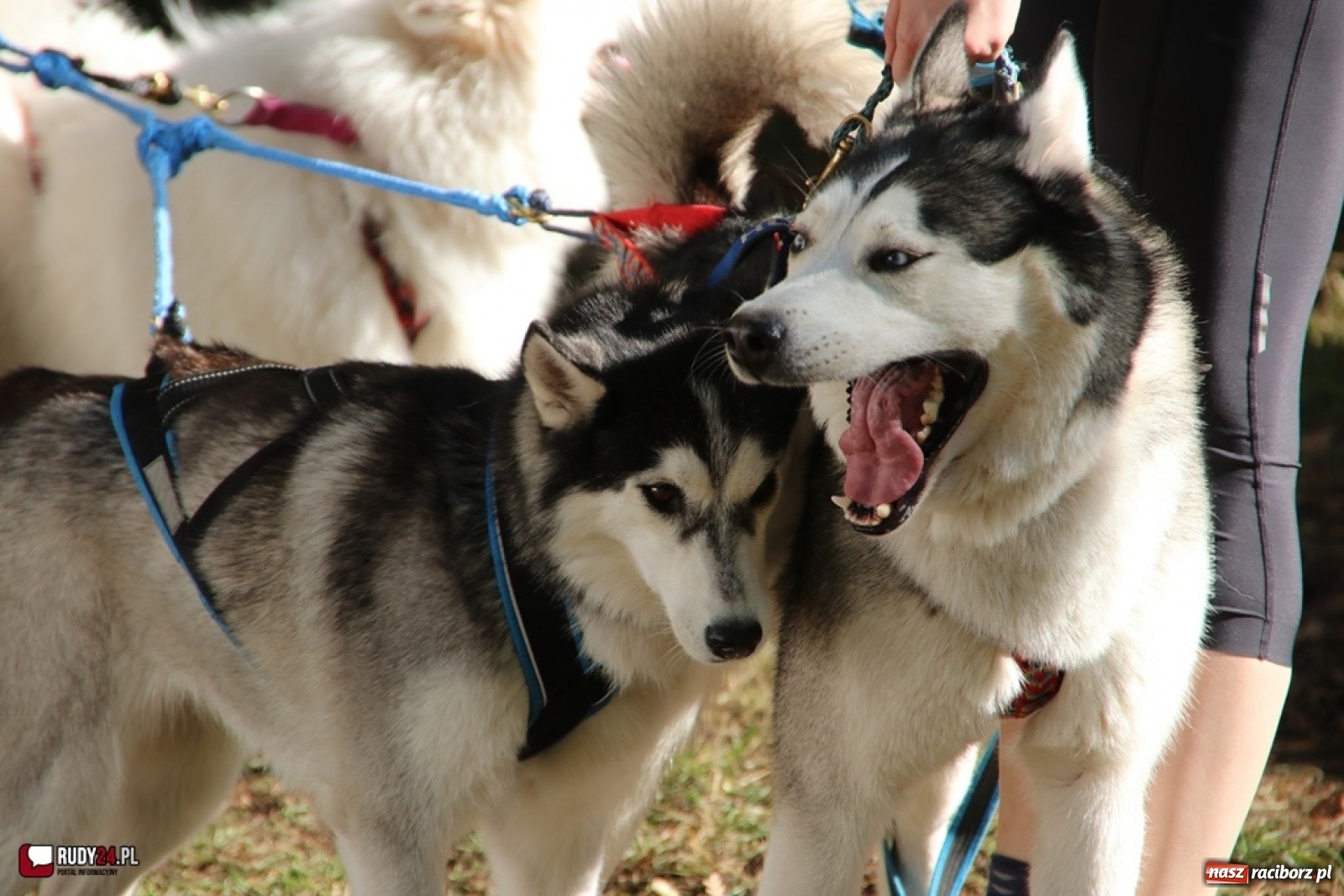 Zdjęcie w galerii na portalu naszraciborz.pl: Międzynarodowe Wyścigi Psich Zaprzęgów Szczekowyje w Buku  wiadomości z regionu