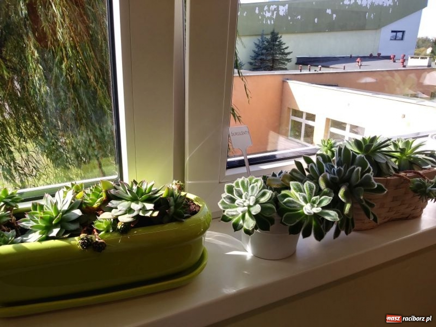 Zdjęcie w galerii na portalu naszraciborz.pl: W kuźniańskiej podstawówce powstała Zielona Pracownia wiadomości z regionu