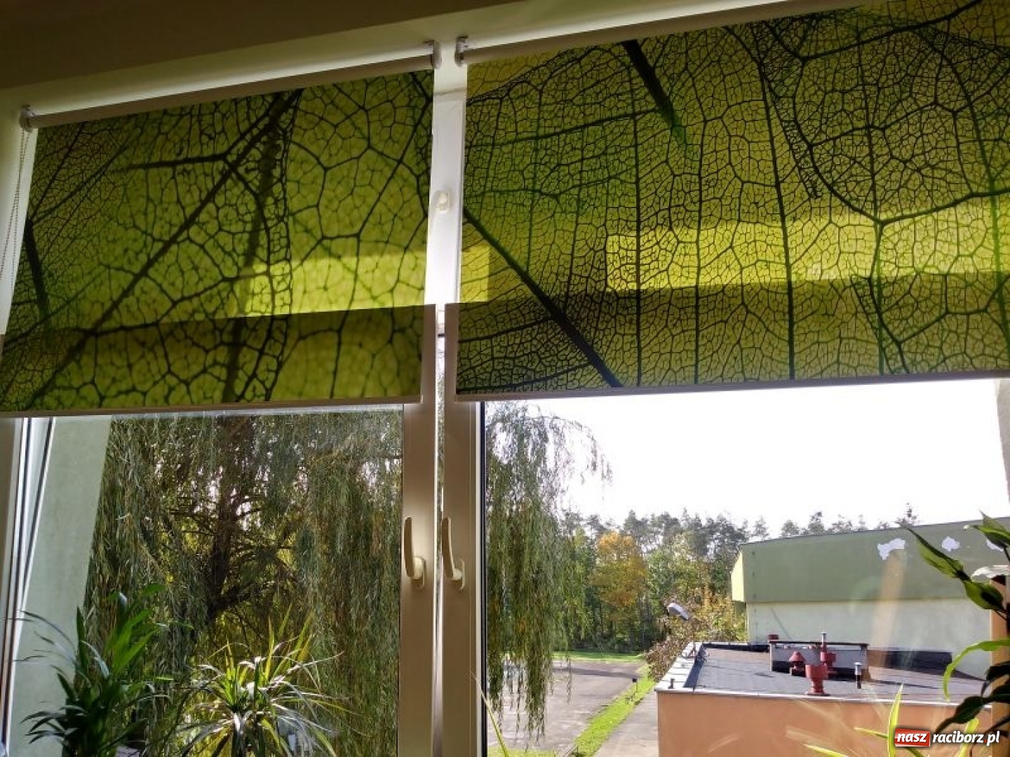 Zdjęcie w galerii na portalu naszraciborz.pl: W kuźniańskiej podstawówce powstała Zielona Pracownia wiadomości z regionu