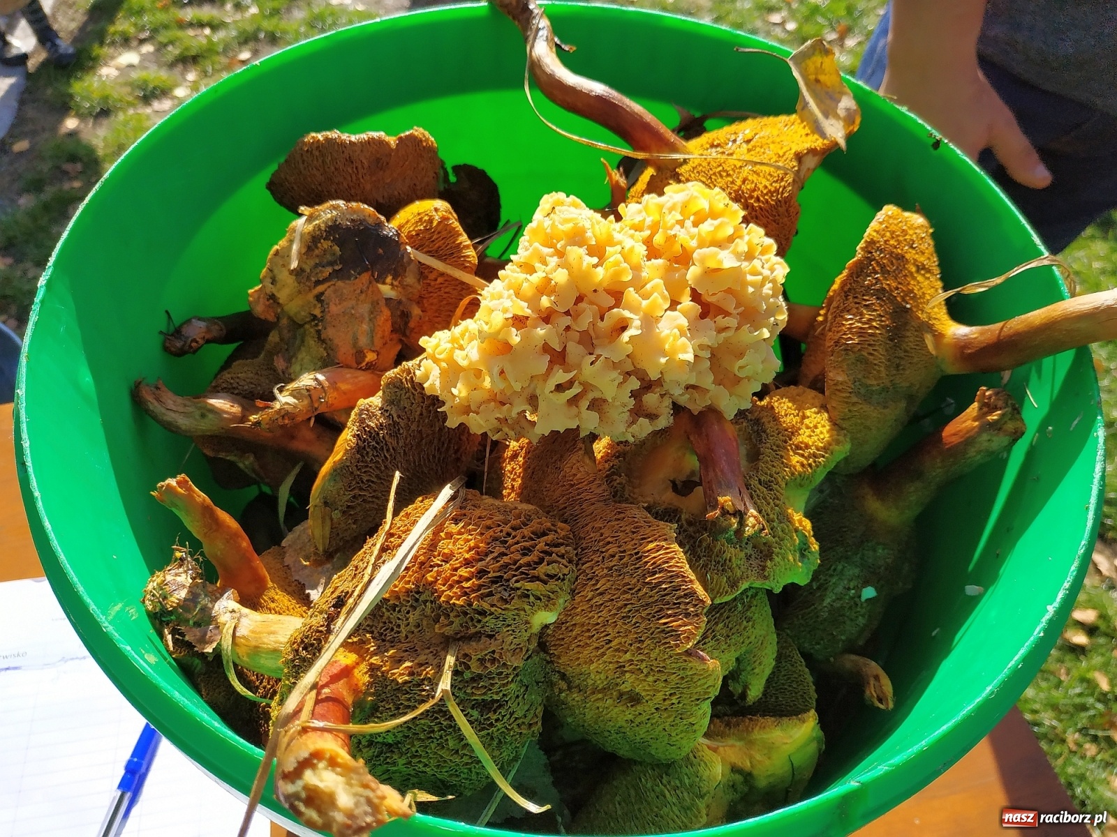 Zdjęcie w galerii na portalu naszraciborz.pl: Poznaliśmy Najlepszego Grzybiarza Ziemi Raciborskiej wiadomości z regionu