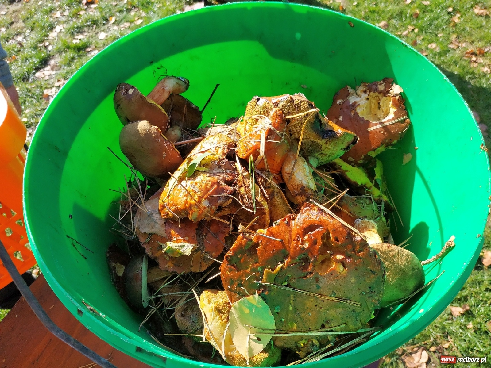 Zdjęcie w galerii na portalu naszraciborz.pl: Poznaliśmy Najlepszego Grzybiarza Ziemi Raciborskiej wiadomości z regionu