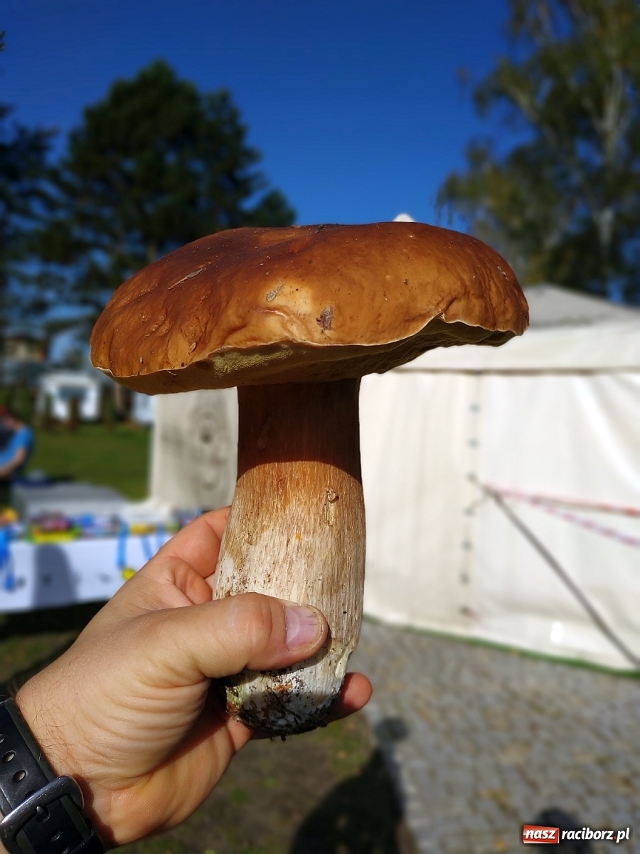 Zdjęcie w galerii na portalu naszraciborz.pl: Poznaliśmy Najlepszego Grzybiarza Ziemi Raciborskiej wiadomości z regionu