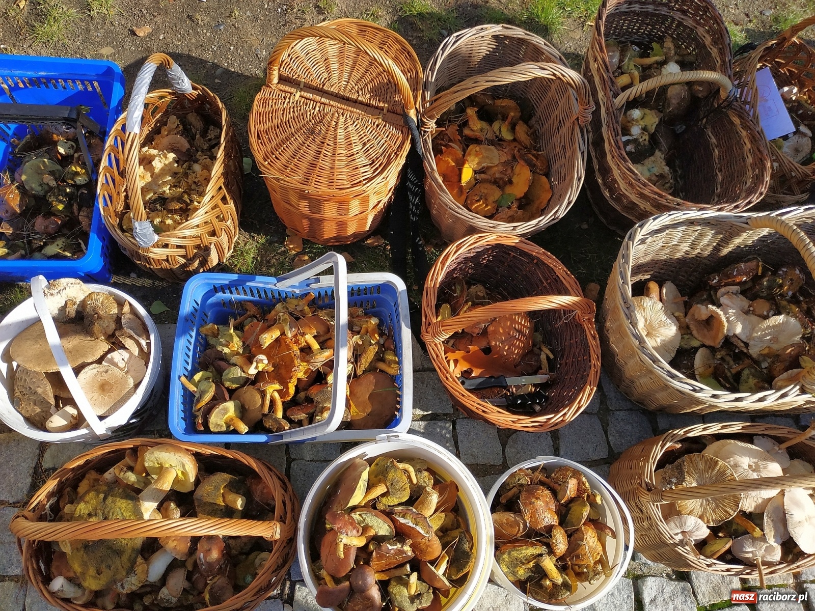 Zdjęcie w galerii na portalu naszraciborz.pl: Poznaliśmy Najlepszego Grzybiarza Ziemi Raciborskiej wiadomości z regionu