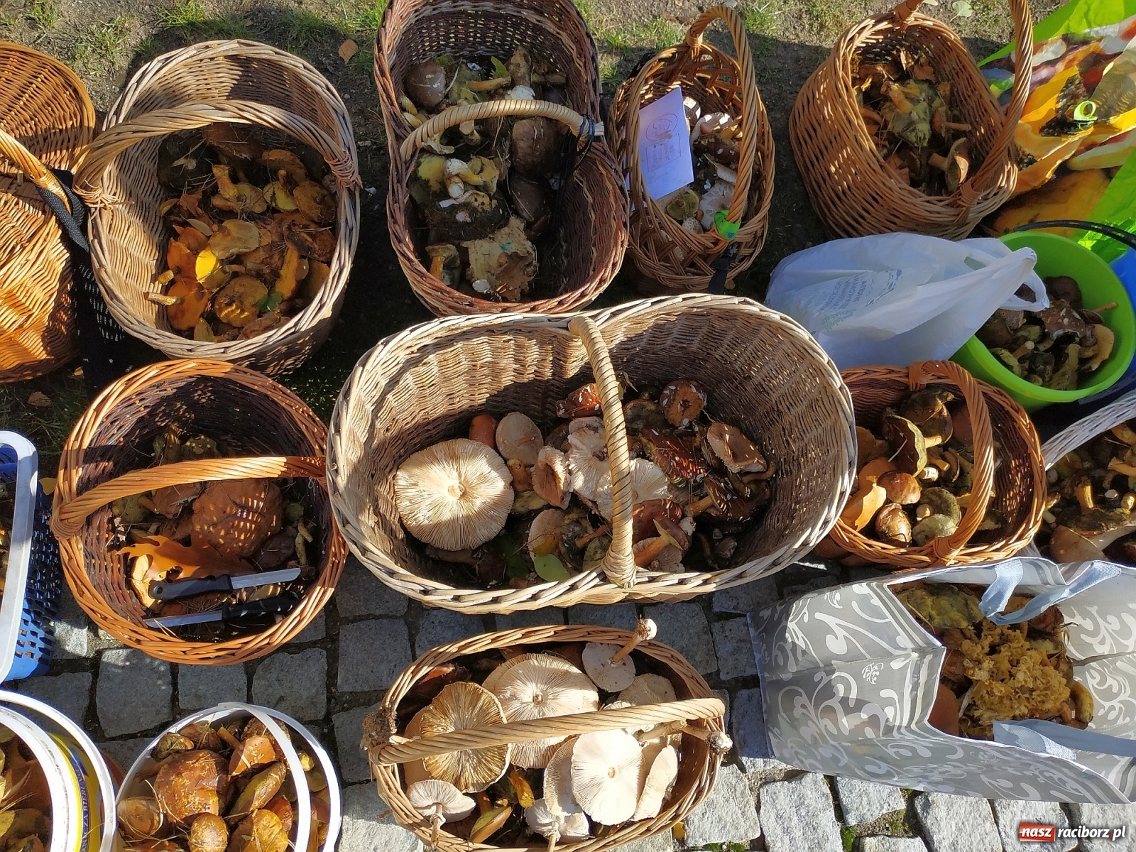 Zdjęcie w galerii na portalu naszraciborz.pl: Poznaliśmy Najlepszego Grzybiarza Ziemi Raciborskiej wiadomości z regionu