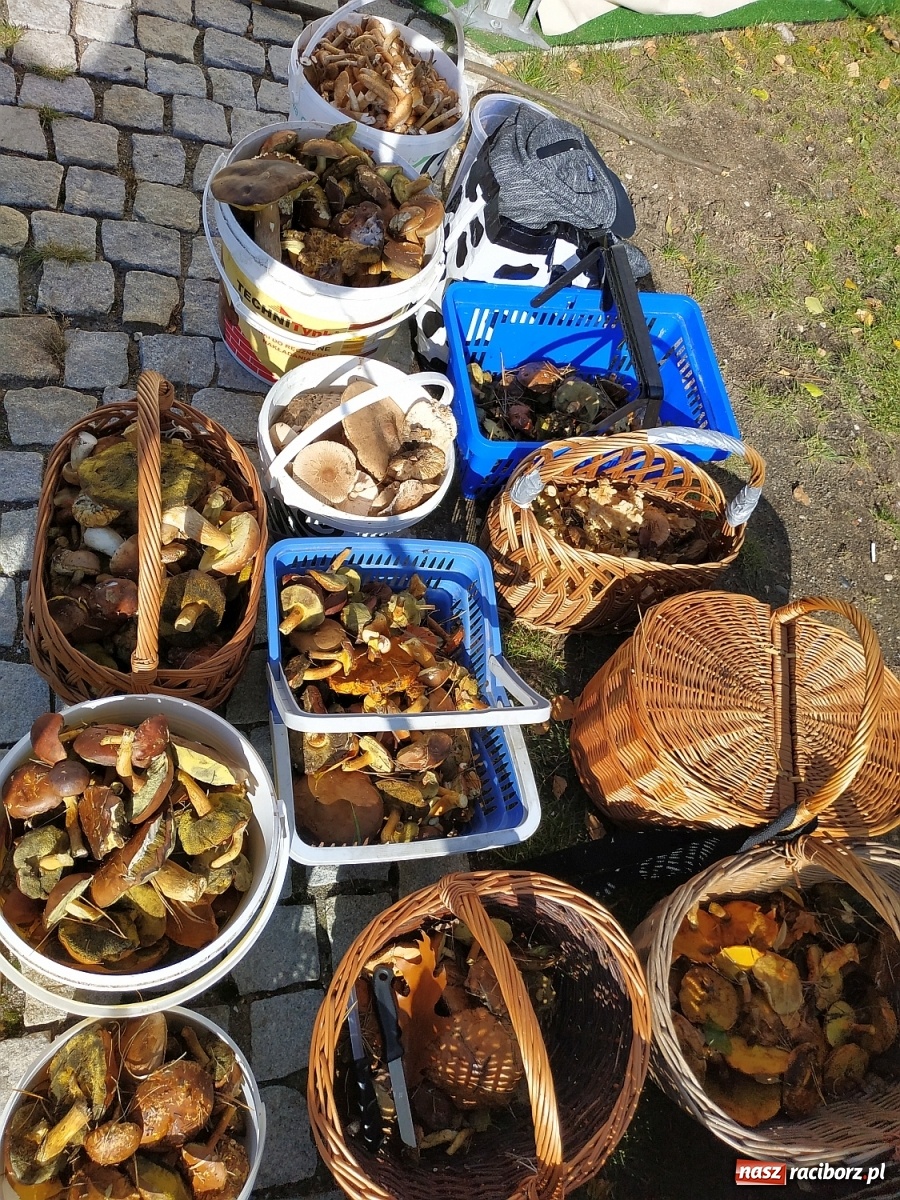 Zdjęcie w galerii na portalu naszraciborz.pl: Poznaliśmy Najlepszego Grzybiarza Ziemi Raciborskiej wiadomości z regionu