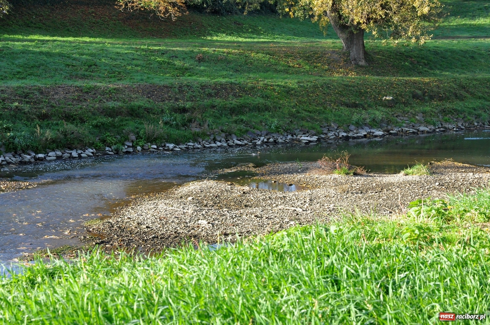 Zdjęcie w galerii na portalu naszraciborz.pl: Co zawiniło? Oficjalne stanowisko w sprawie niskiego stanu wody w Odrze miejskiej  wiadomości z regionu