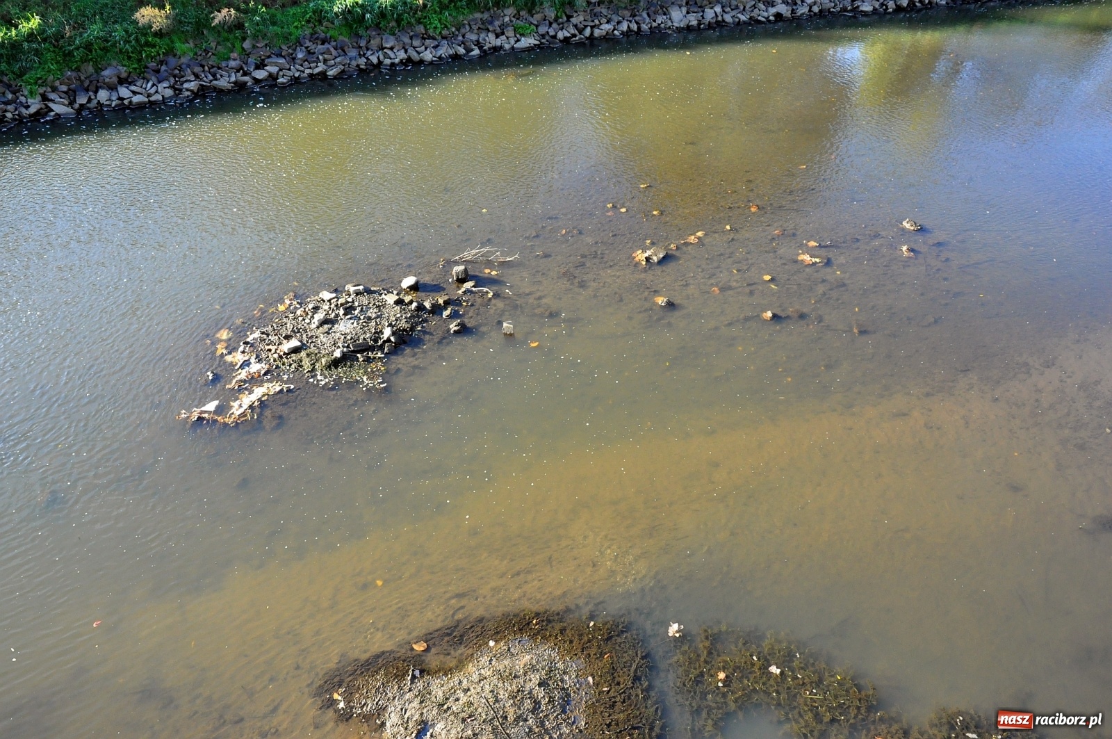 Zdjęcie w galerii na portalu naszraciborz.pl: Co zawiniło? Oficjalne stanowisko w sprawie niskiego stanu wody w Odrze miejskiej  wiadomości z regionu