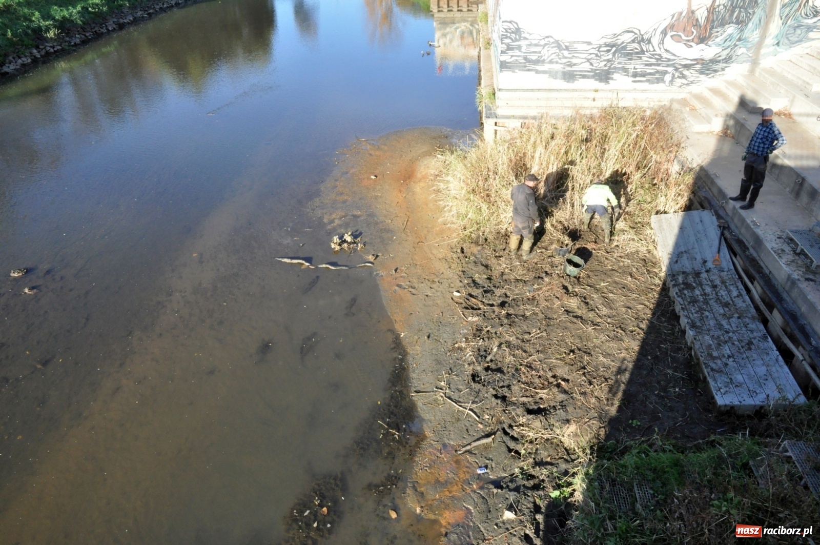 Zdjęcie w galerii na portalu naszraciborz.pl: Co zawiniło? Oficjalne stanowisko w sprawie niskiego stanu wody w Odrze miejskiej  wiadomości z regionu