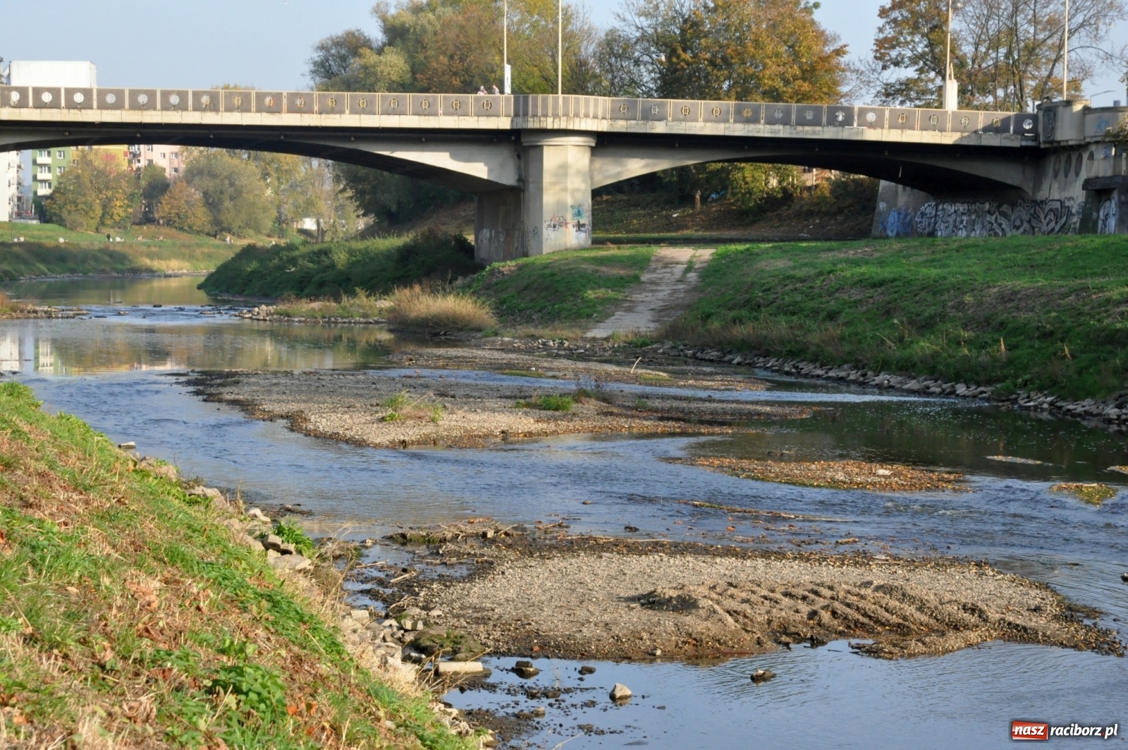 Zdjęcie w galerii na portalu naszraciborz.pl: Co zawiniło? Oficjalne stanowisko w sprawie niskiego stanu wody w Odrze miejskiej  wiadomości z regionu
