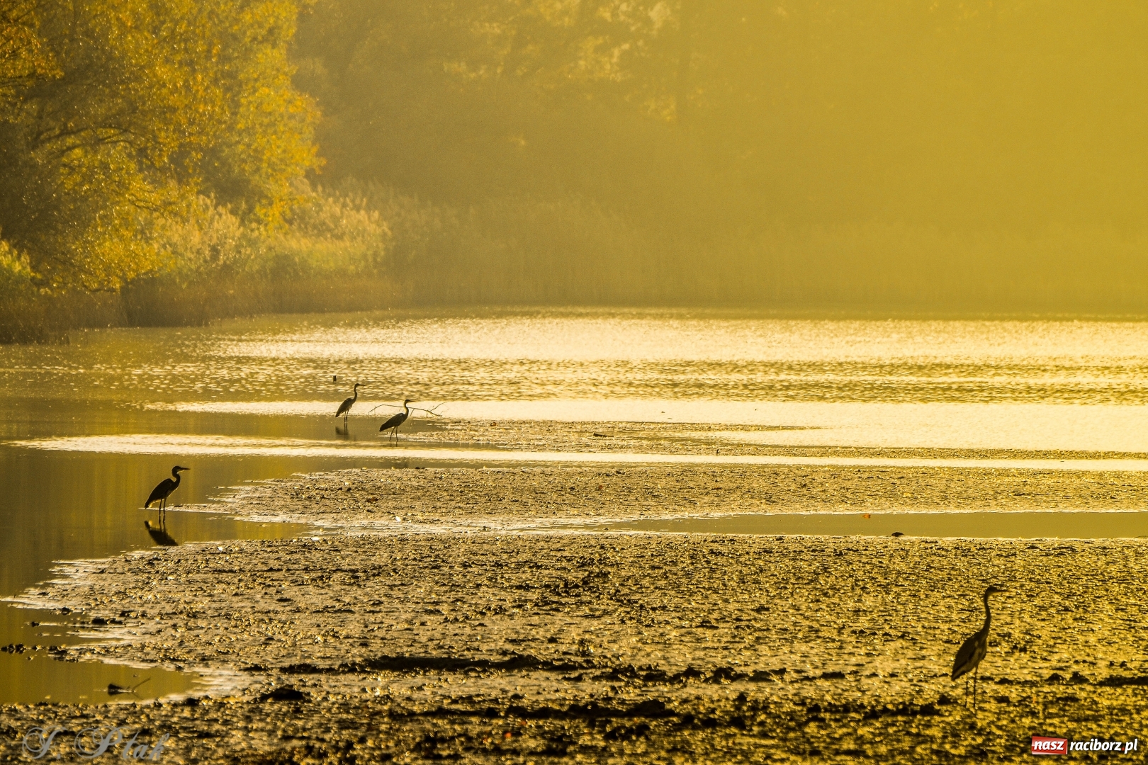 Zdjęcie w galerii na portalu naszraciborz.pl: Złota polska jesień na Łężczoku [FOTO] wiadomości z regionu